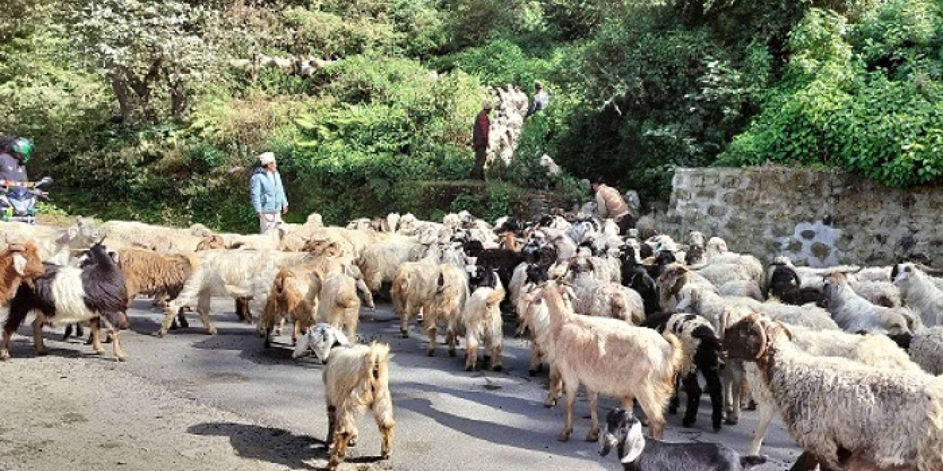 चिसो बढ्न थालेपछि चाँडै बेँसी झरे हिमाली भेगका भेडापालक किसान